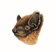 Pipistrello